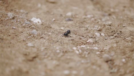 two little bugs moving forward on each other's back