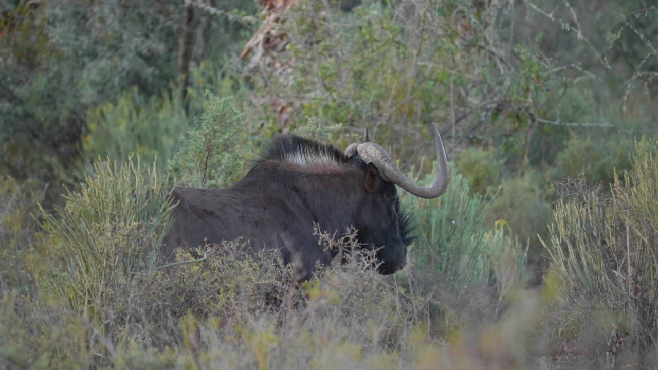 Black wildebeest Connochaetes gnou in South African bushes