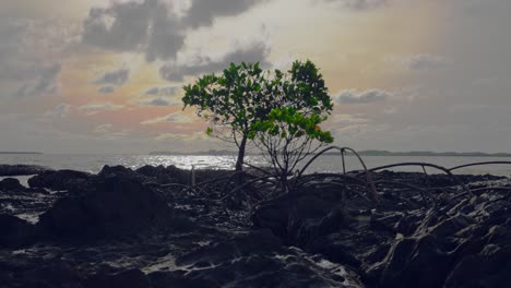 un solo manglar en un suelo rocoso está frente al mar durante un día nublado