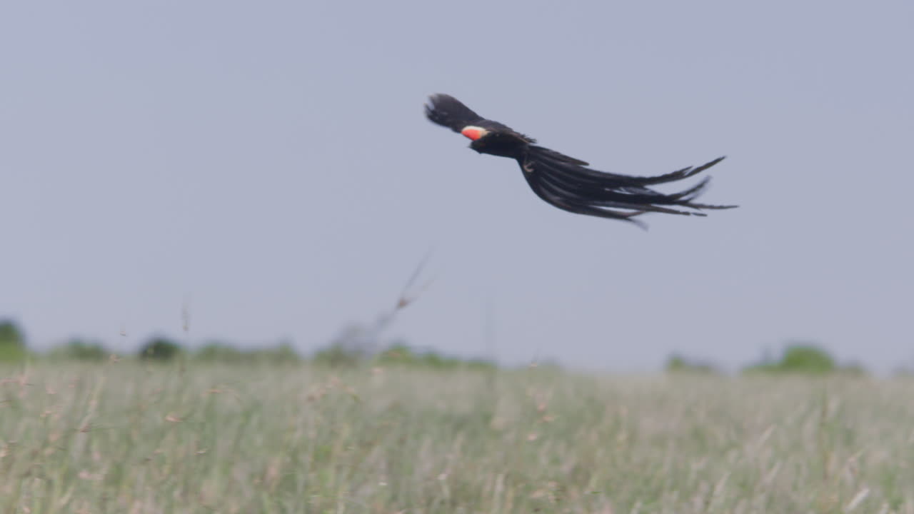 Rallentatore di un maschio di uccello vedova codalunga che vola sulla prateria.