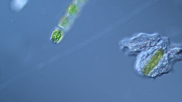 Microscopic view of aquatic microorganisms, including an amoeba and a ciliate-like organism