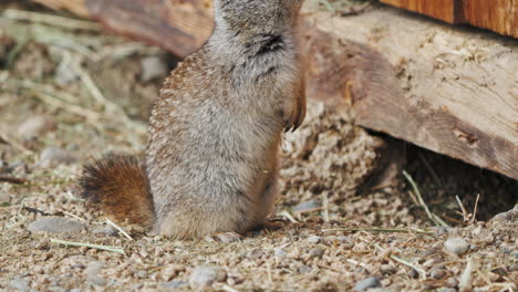 Ein-Stehendes-Arktisches-Ziesel---Nahaufnahme