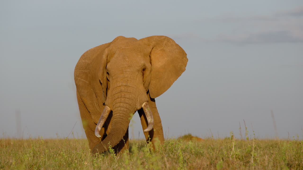 Bred parallax-gimbal af en afrikansk savanneelefant, der står