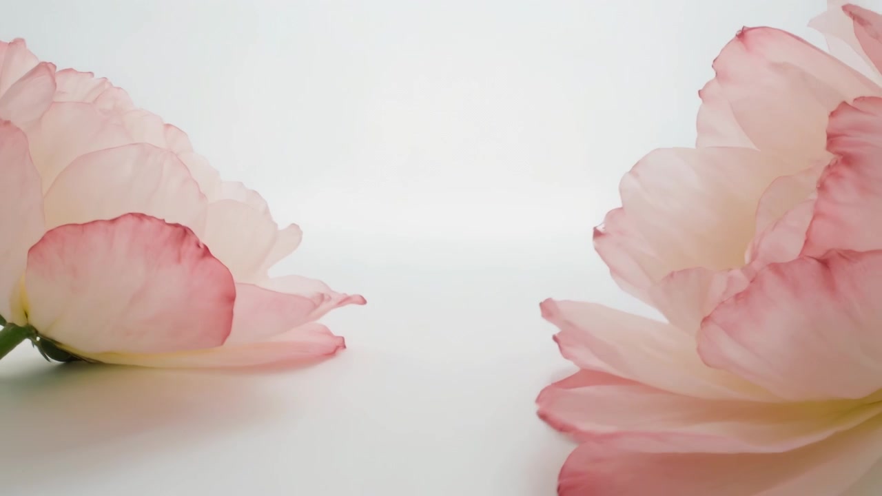 Telecamera in movimento che rivela fiori rosa pallido che si spostano al centro su un tavolo bianco mostrando stami gialli