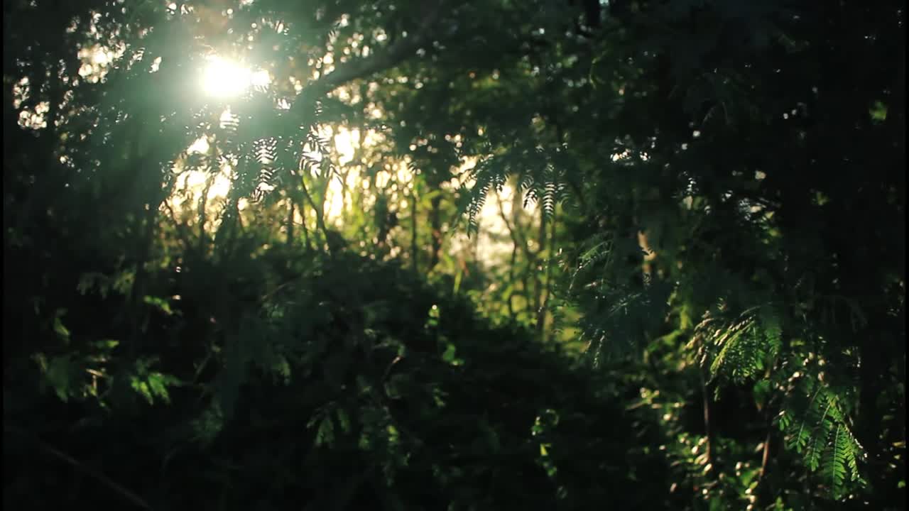 빛이 울창한 숲을 가로질러 필터링