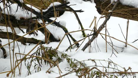 Chickadee-bird-searching-for-food-after-early-snowfall-during-later-autumn