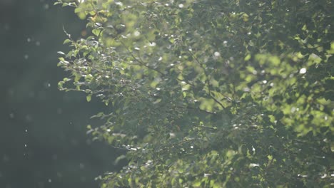 A-close-up-shot-of-the-green-leaves-under-the-light-summer-rain