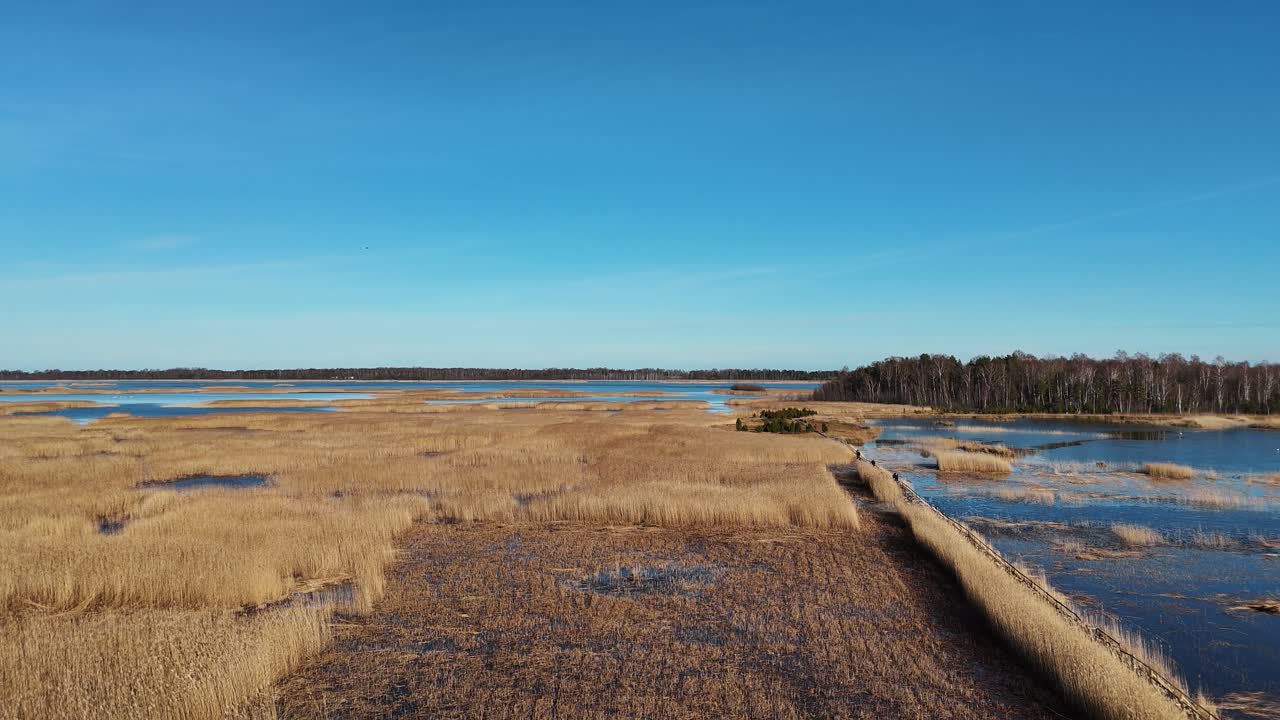 sendero de tablas de madera a través del lago kaniera cañas disparo aéreo de primavera lapmezciems, letonia