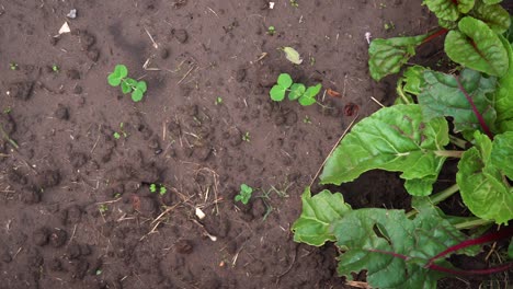 hojas de cultivos vegetales comidas por los insectos en el jardín.