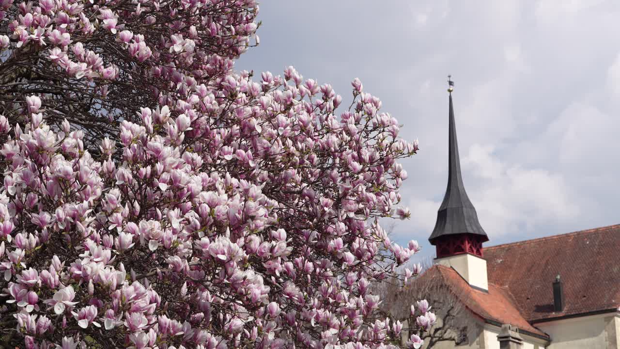 Movimento di salita della telecamera con magnolia in fiore e chiesa nella regione del Walensee, Svizzera, in primavera, villaggio tranquillo e stile di vita europeo