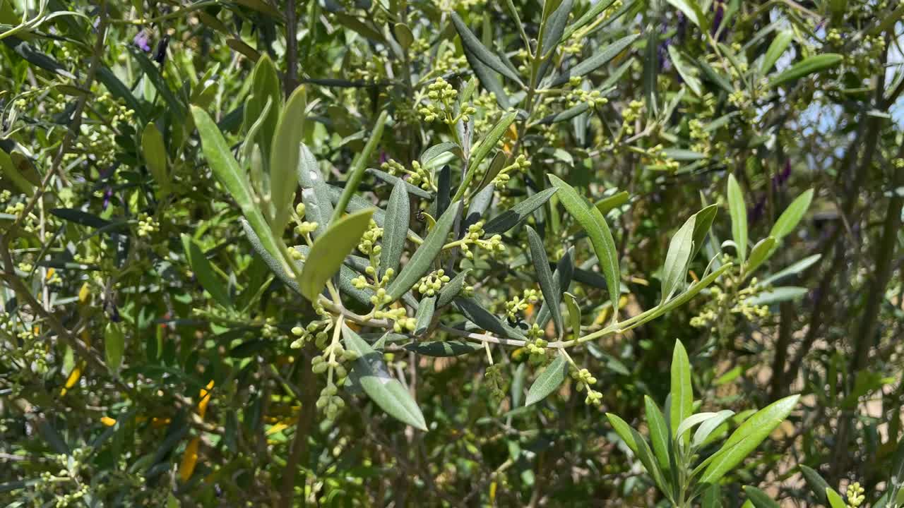 Static shot of olive branches blooming with silver-green leaves shimmering in the sunlight and gently swaying in the wind, evoking peace, simplicity, and Mediterranean charm.