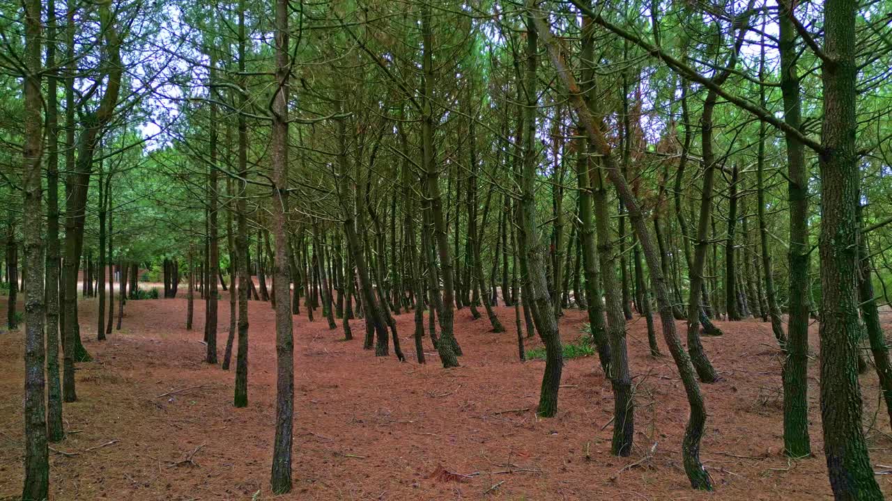Low-altitude drone backward movement at forest path lined with tall pine trees, Saint-Brevin-les-Pins, Loire-Atlantique, France