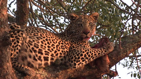 hermoso leopardo en un árbol mirando fijamente a la cámara con una muerte bajo el resplandor naranja dorado del sol africano