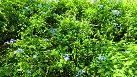 lush green foliage with blue flowers in park