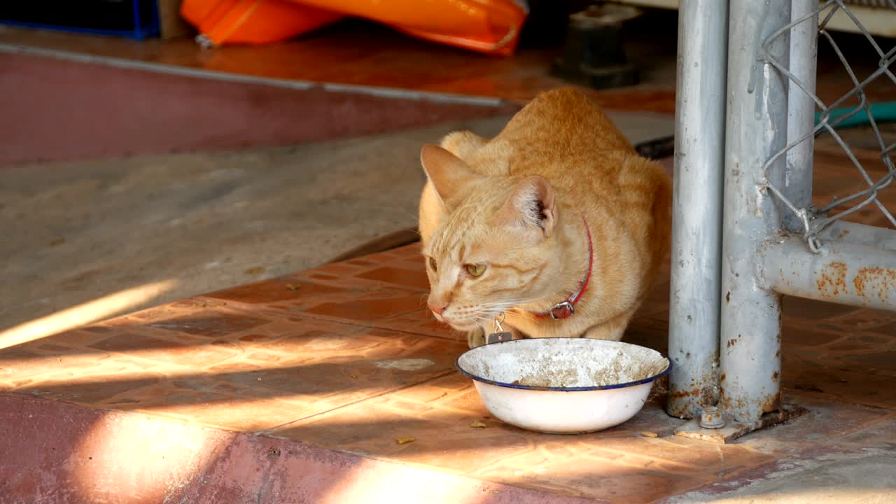 색 노란색 고양이가 음식을 먹고 있다