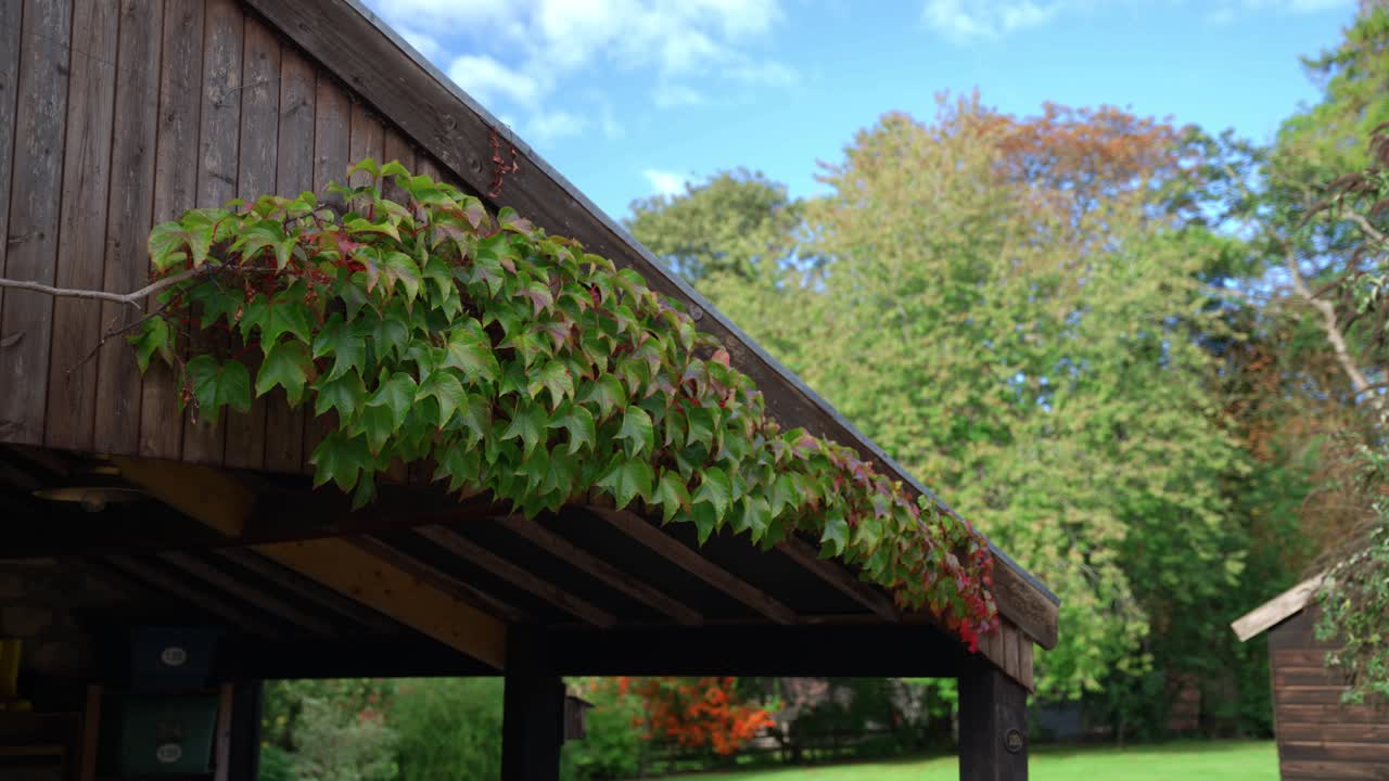 Ivy covers carport roof on a sunny Yorkshire farm day
