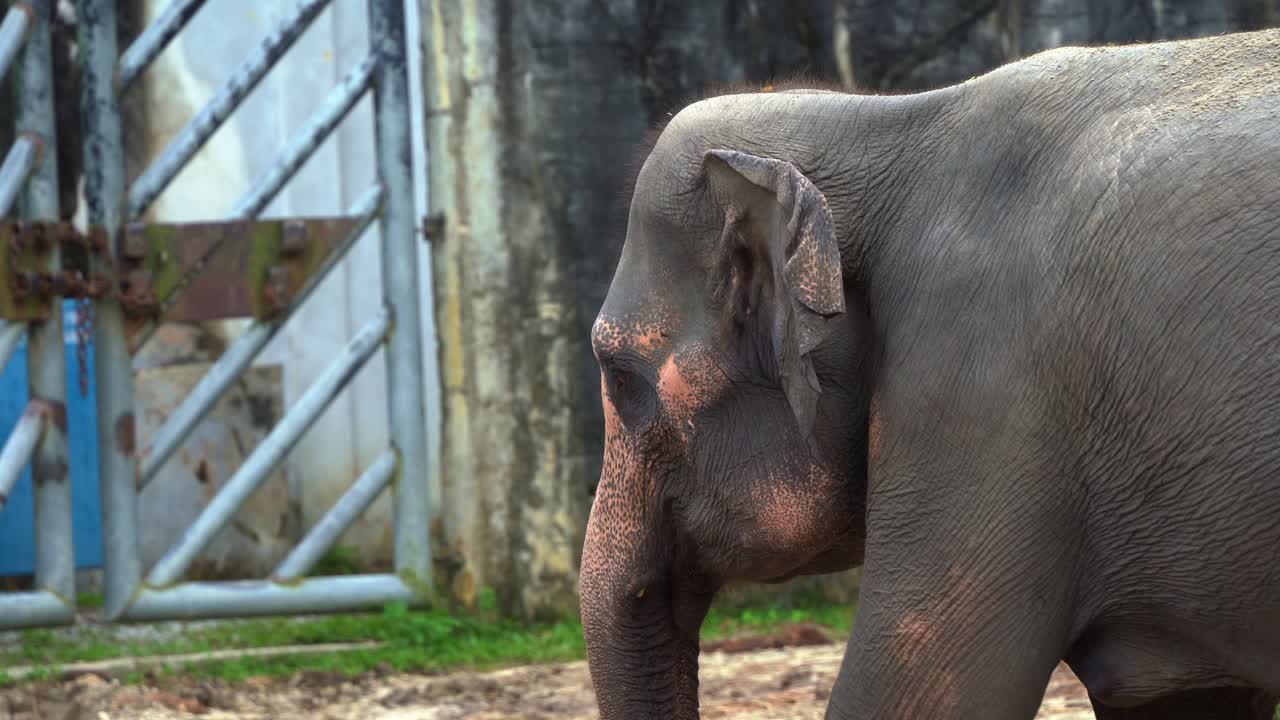 ⁇ 한 아시아 코끼리, 엘레파스 맥시무스의 극단적 인 클로즈업  ⁇ , 닫힌 환경을 가로질러  ⁇ 고, 음식으로  ⁇ 굴을 흔들고