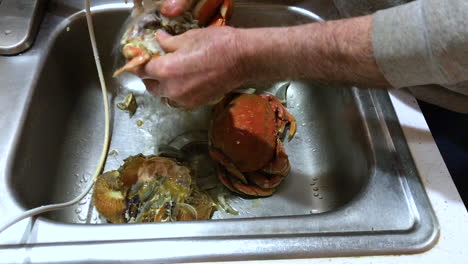 Manos-Masculinas-Limpiando-Un-Cangrejo-Dungeness-Fresco-Bajo-Agua-Corriente-En-Un-Fregadero-Y-Rompiéndolo