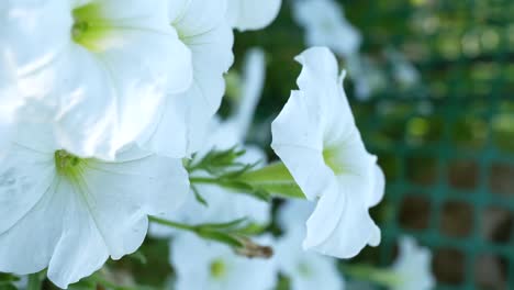 Vertikaler-Schuss---Schöne-Weiße-Petunia-Axillaris,-Die-Auf-Dem-Bauernhof-Blüht