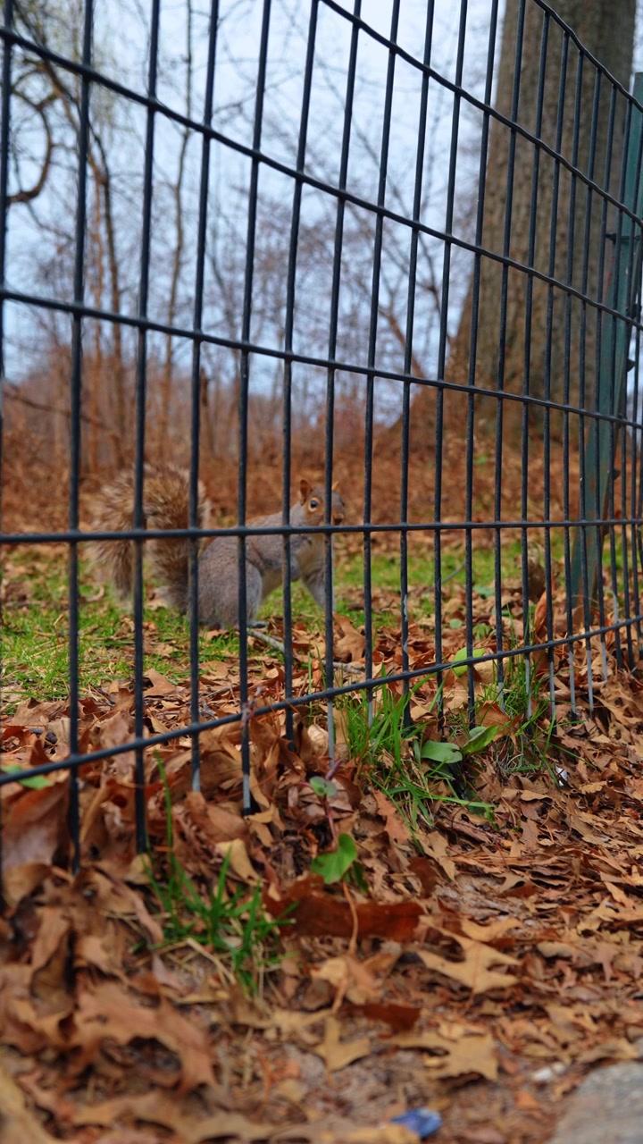 Scoiattolo grigio orientale seduto su foglie autunnali dietro una recinzione. Piccolo roditore che guarda attraverso una recinzione metallica nera del parco su un terreno coperto da foglie di quercia marroni cadute.
