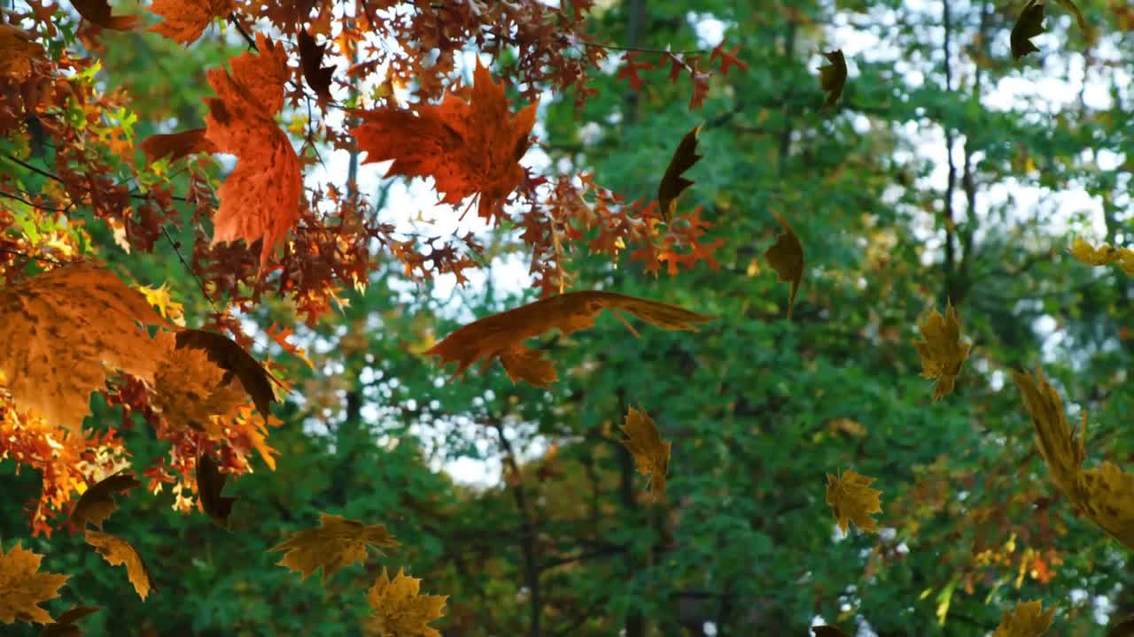 잎이 떨어지는 것