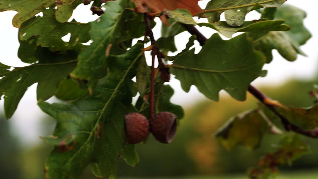 가을, 녹슨 나무와 숲의 4k 샷