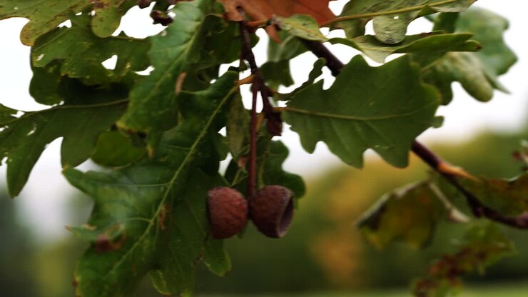 scatti 4k dell'autunno, alberi dall'aspetto arrugginito e foresta