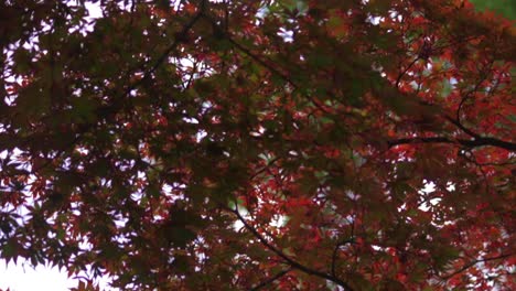 hojas de arce rojas en otoño