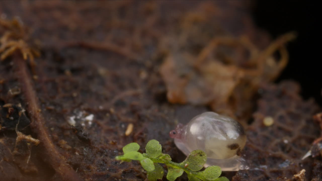 pequeño caracol blanco en macro disparado lentamente arrastrándose a través del suelo del bosque