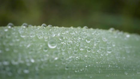 Extreme-close-up-drop-of-morning-dew-falling-on-natural-green-leaves-of-plants