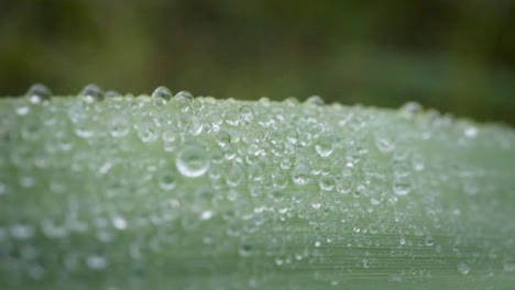 extreme close up drop of morning dew falling on natural green leaves of plants