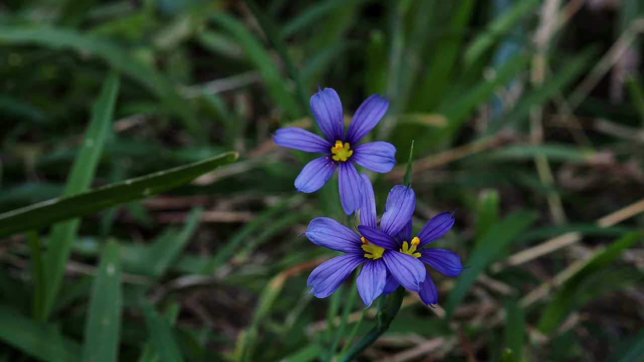 The Bermudiana (Sisyrinchium bermudiana), Bermuda's national flower, is a small member of the Iris Family.