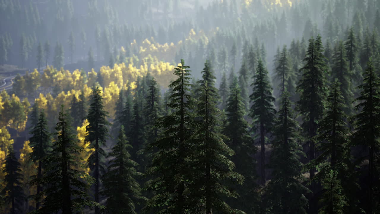 Lush green forest with golden autumn foliage under soft sunlight