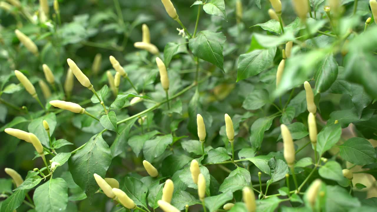 se dice que hay diferentes colores en el azafrán