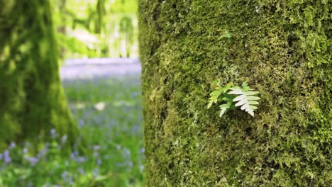 fern and mossy tree trunk in an english forest of spring bluebells