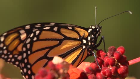 schmetterling auf beeren