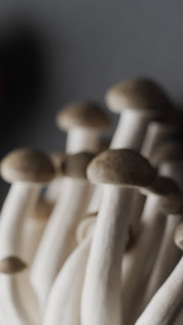 micro vertical video close up of mushrooms on grey background