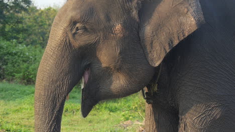 Sumatran-Elephant-Enjoys-Eating-Branches-For-Lunch,-Side-Angle,-Slow-Motion