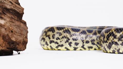 Yellow-anaconda-scale-pattern-on-white-background