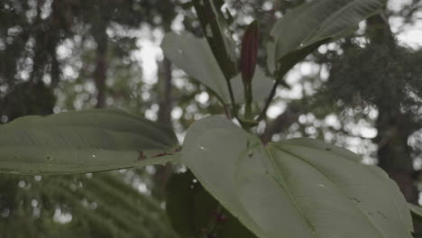 Colombian-big-forest-leaves-slow-moving-in-the-Antioquia-department