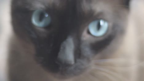 brown cat face with blue eyes close-up, siamese, blurred background