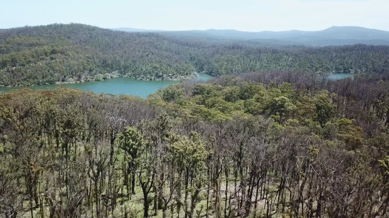 Aerial footage of burnt eucalypt forest near Mallacoota Inlet, recovering a year after they were burnt after wildfires 