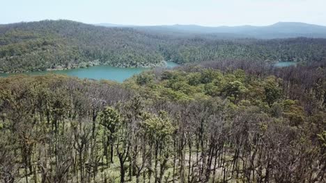 imágenes aéreas de bosques de eucaliptos quemados cerca de la ensenada de mallacoota, recuperándose un año después de que se quemaran después de los incendios forestales