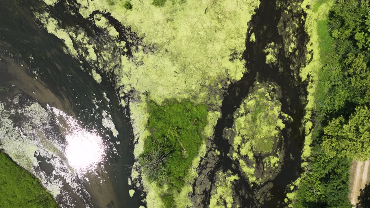 humedales con algas verdes por el río mississippi