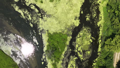 wetlands with green algae by the mississippi river