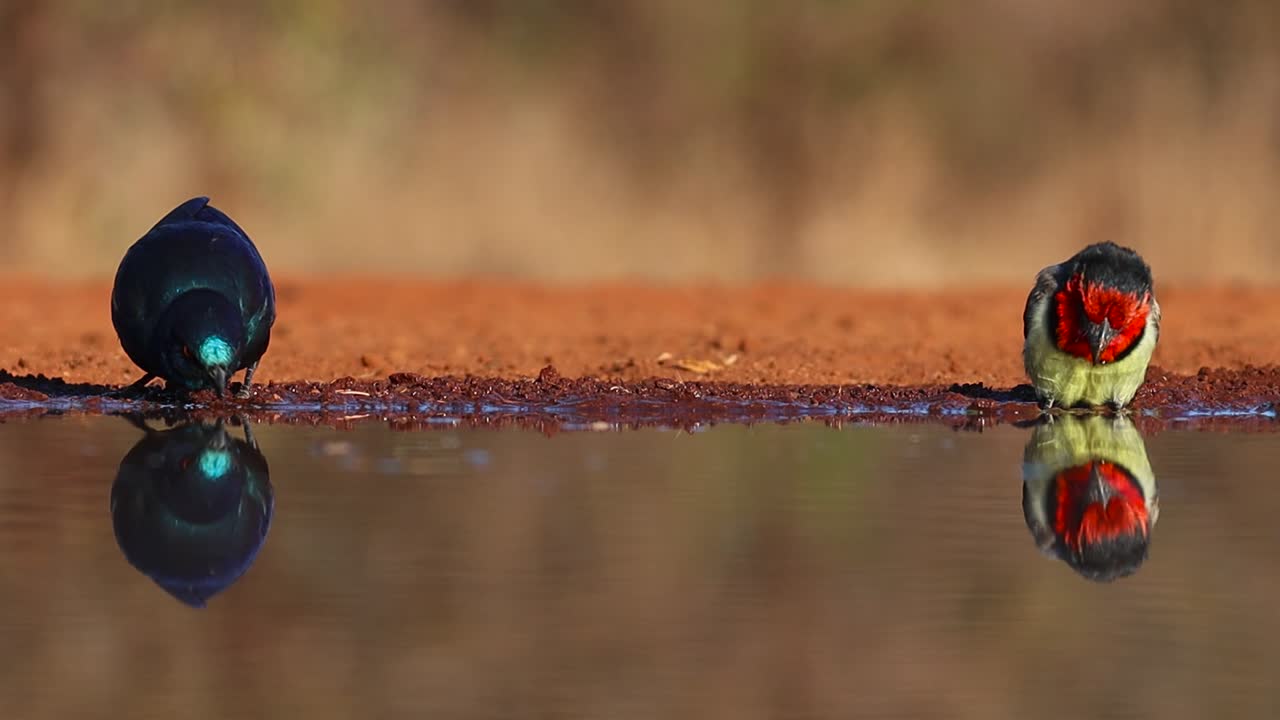 una foto de cuerpo completo de un estornino brillante de capa y un perro de aguas de cuello negro y sus reflejos mientras beben, gran kruger