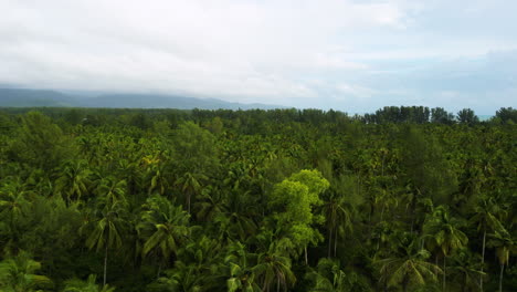 fotografía aérea de un denso y exuberante bosque tropical con palmeras durante un día nublado en khao lak, tailandia