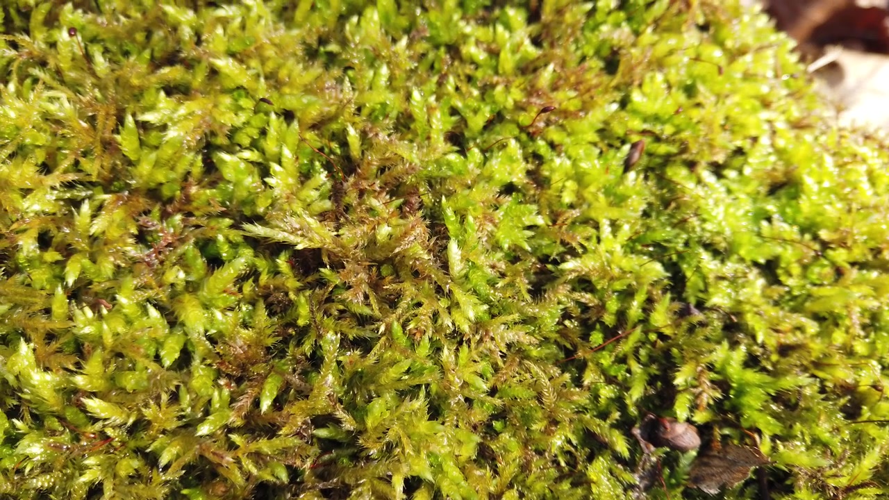 Corteccia del tronco d'albero coperta di muschio