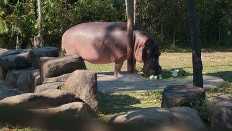 hippopotamus eating in enclosure