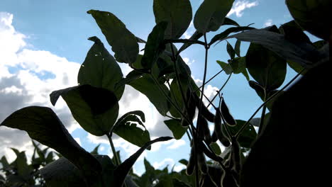 Campo-De-Soja-Bajo-El-Sol-Con-Cielo-Azul